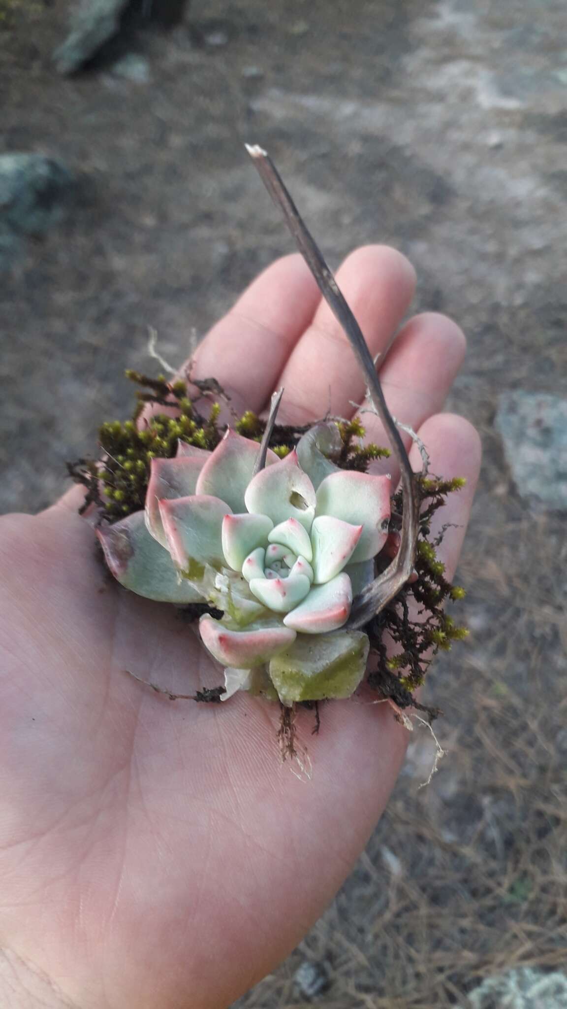 Sivun Echeveria chihuahuaensis v. Poelln. kuva