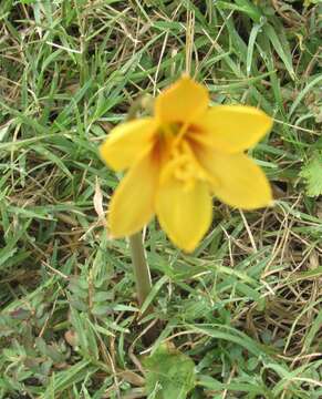 Imagem de Zephyranthes puertoricensis Traub