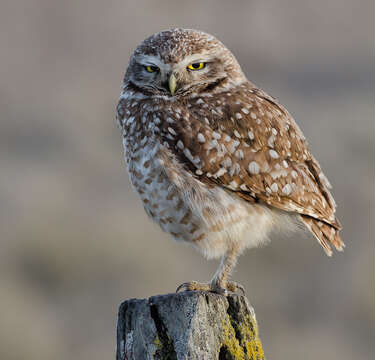 Image of Burrowing Owl