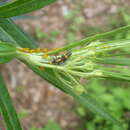 Coelophora inaequalis (Fabricius 1775) resmi