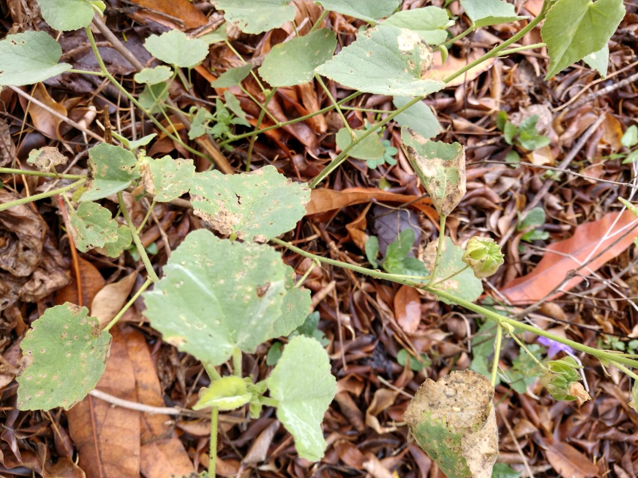 Image of Berlandier's Indian mallow