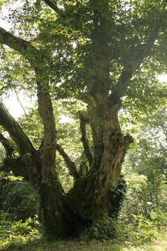 Image of European hornbeam