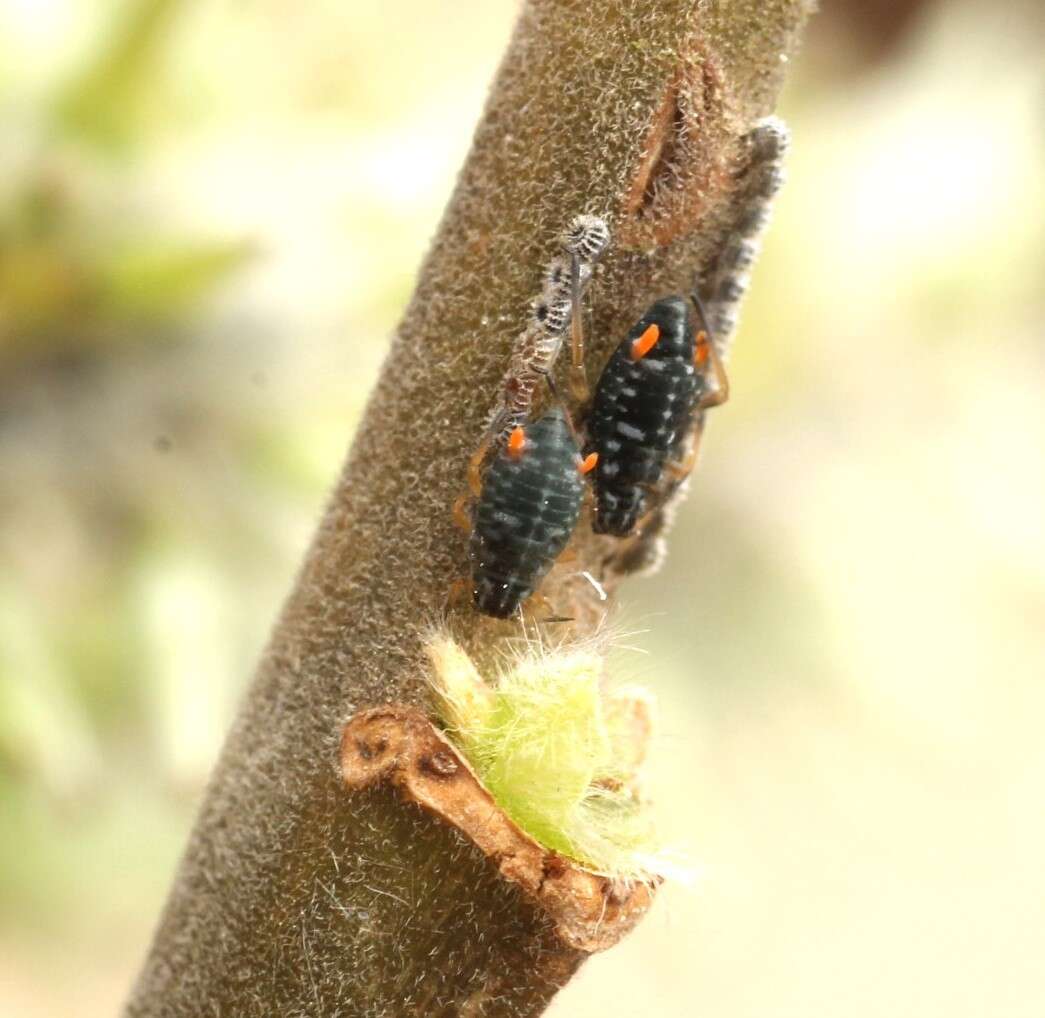 Слика од Pterocomma salicis (Linnaeus 1758)