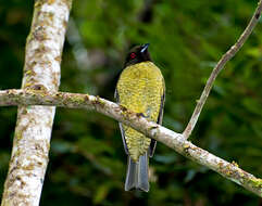 Image of Black-headed Berryeater