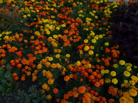 Image of French marigold