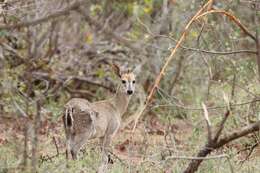 Image of Abundant Duiker