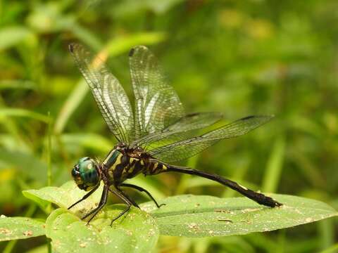 Image of Atoconeura luxata Dijkstra 2006