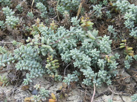 Image of Beach Seepweed