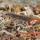 Image of Ornate Scrub Lizard