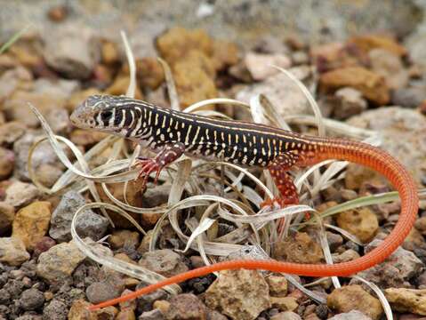 Image of Ornate Scrub Lizard