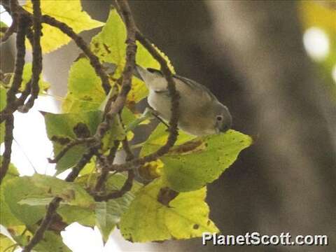 Image of Lucy's Warbler