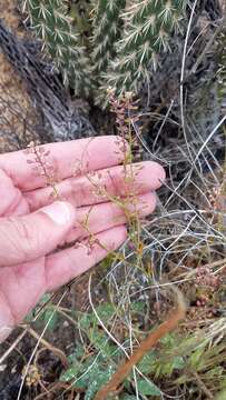 Plancia ëd Lepidium oblongum Small