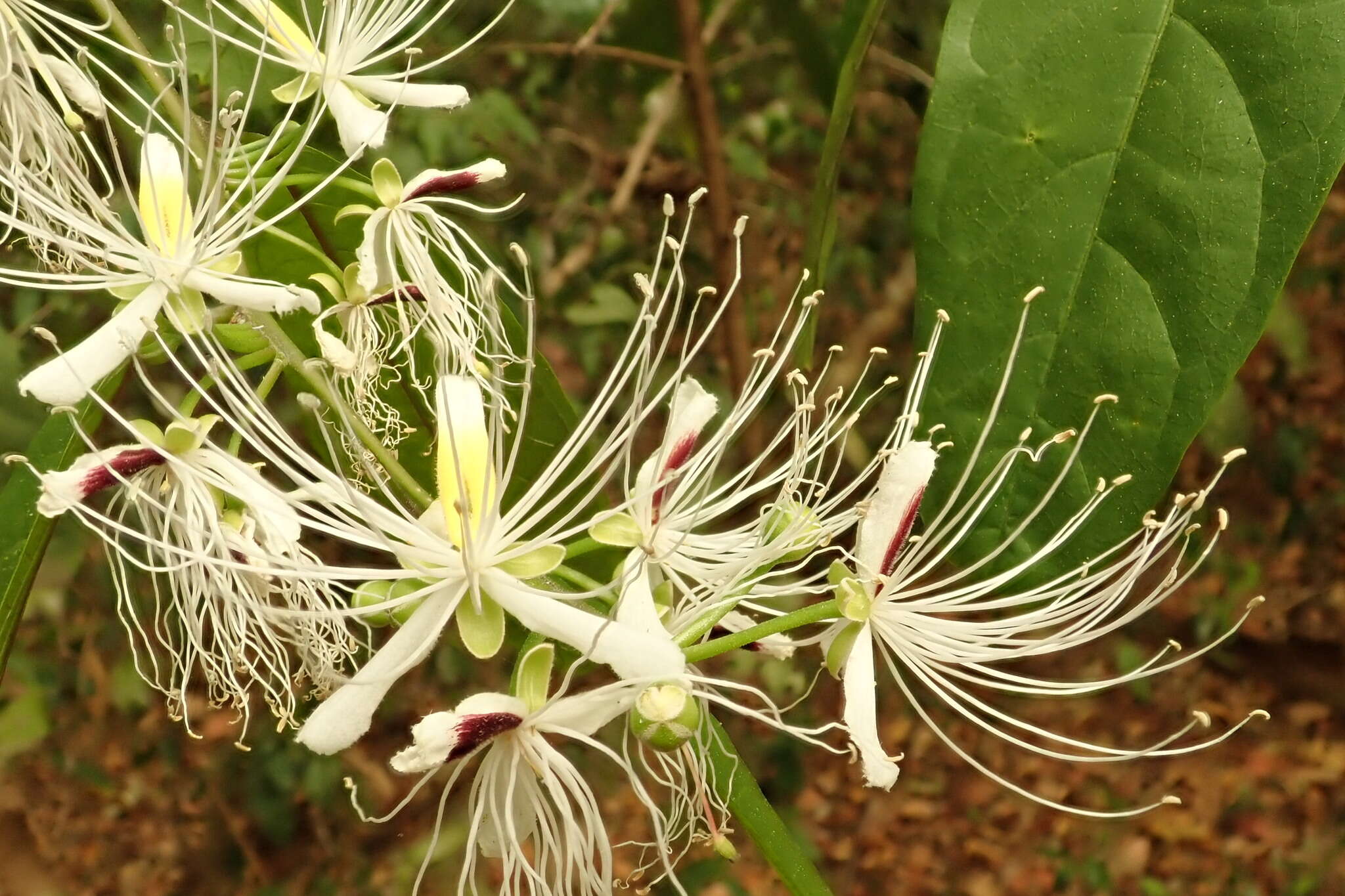 Слика од Capparis micracantha DC.