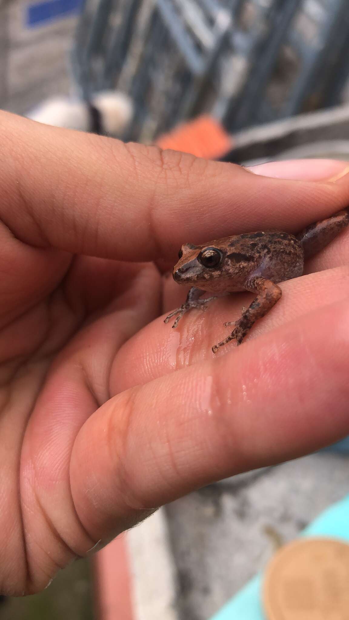 Image de Pristimantis unistrigatus (Günther 1859)