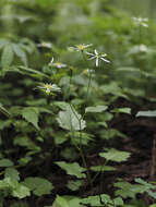 Aster miquelianus Hara resmi