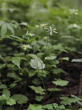 Imagem de Aster miquelianus Hara