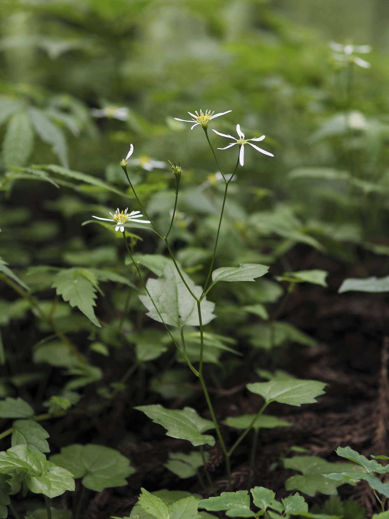 Aster miquelianus Hara resmi