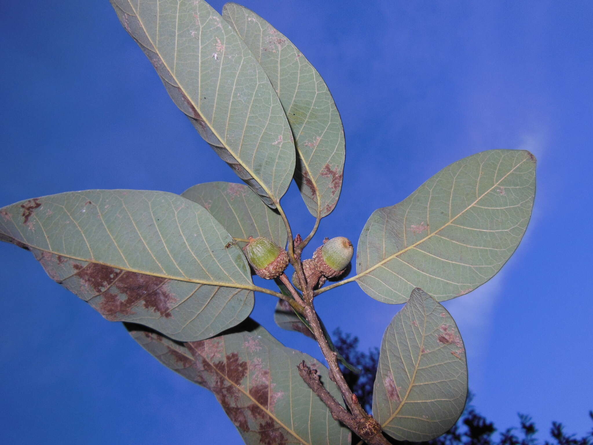 Imagem de Quercus polymorpha Schltdl. & Cham.