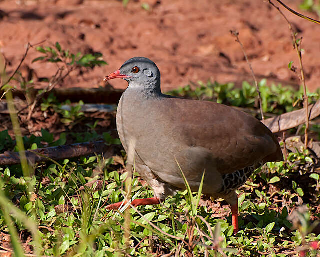 Plancia ëd Crypturellus parvirostris (Wagler 1827)