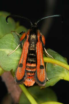 Image de Chamaesphecia anthraciformis Rambur 1832