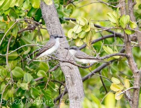 Image of Gray Kingbird