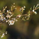 Sivun Leptospermum myrsinoides Schltdl. kuva