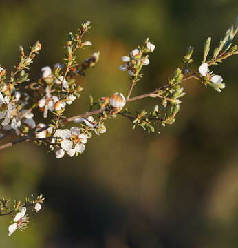 Image of heath teatree