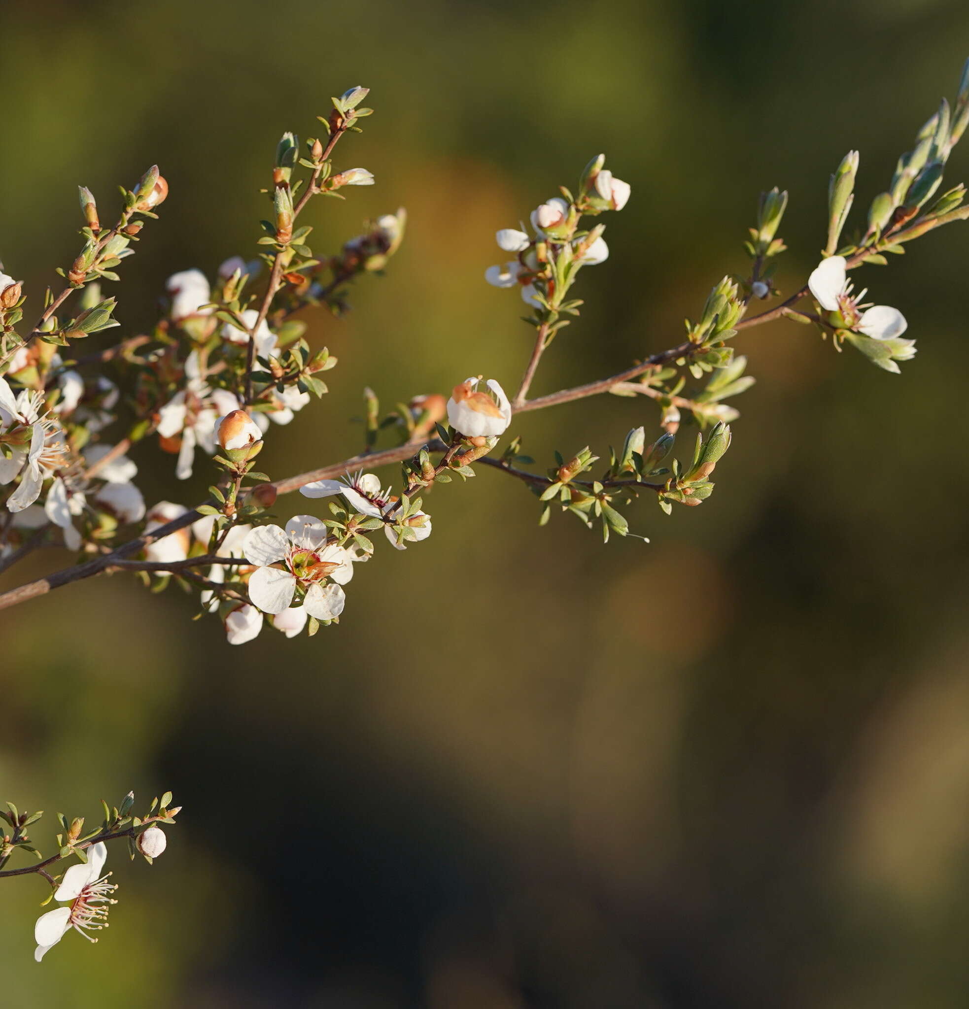 Sivun Leptospermum myrsinoides Schltdl. kuva