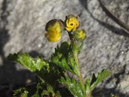 Plancia ëd Hermannia grossularifolia L.