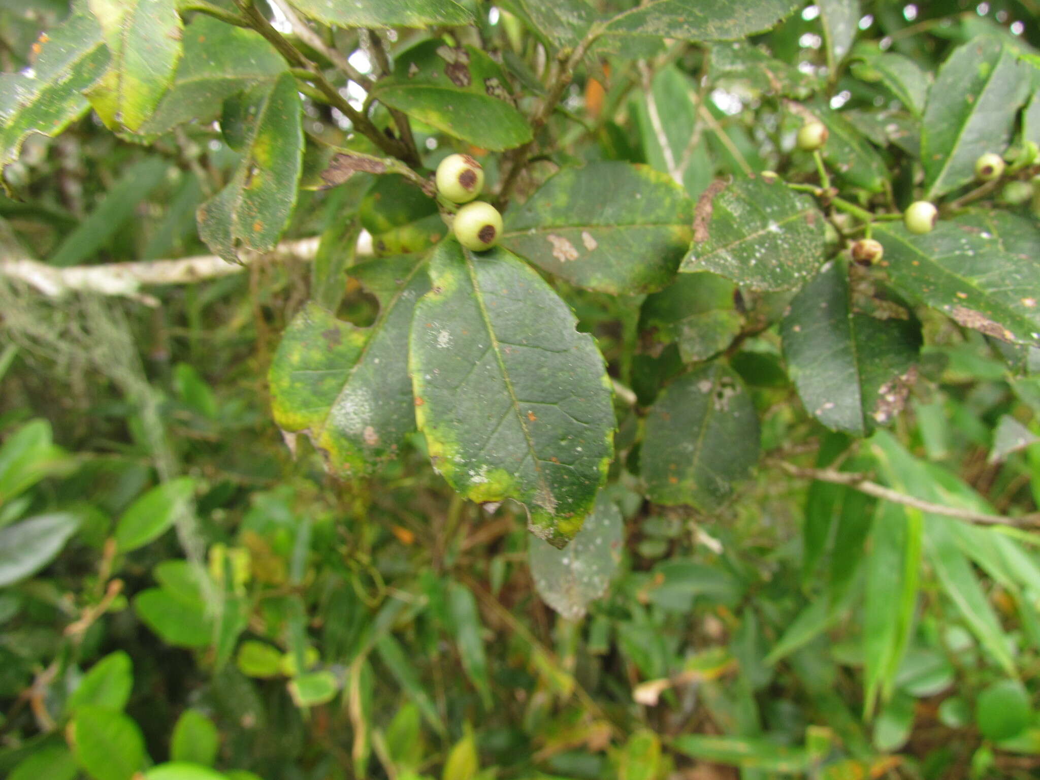 Image of Ilex brevicuspis Reiss.