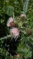 Слика од Cirsium verutum (D. Don) Spreng.