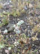 Image of woollyhead neststraw