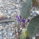 Plancia ëd Hardenbergia violacea (Schneev.) Stearn