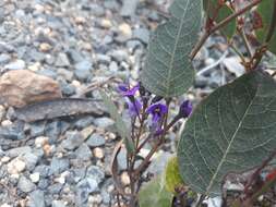 Hardenbergia violacea (Schneev.) Stearn resmi