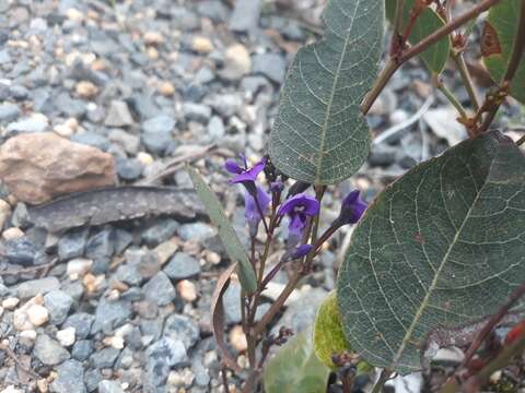 Hardenbergia violacea (Schneev.) Stearn resmi