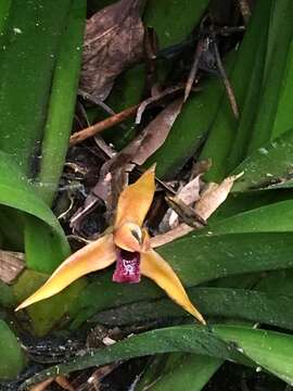 Image of Maxillaria nasuta Rchb. fil.