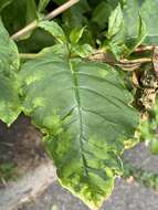 Sivun Pokeweed mosaic virus kuva