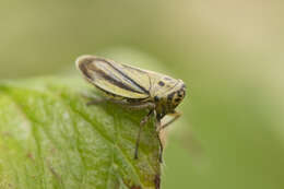 Plancia ëd Handianus (Pycnoides) flavovarius Herrich-Schaeffer 1835