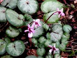 Image of Cyclamen coum Miller