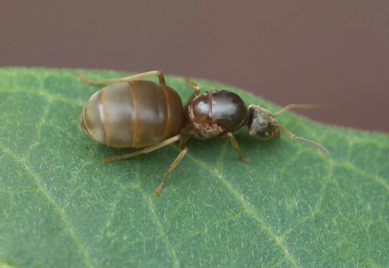 Image de Lasius neoniger Emery 1893