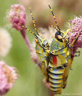 Image of Zonocerus elegans elegans (Thunberg 1815)