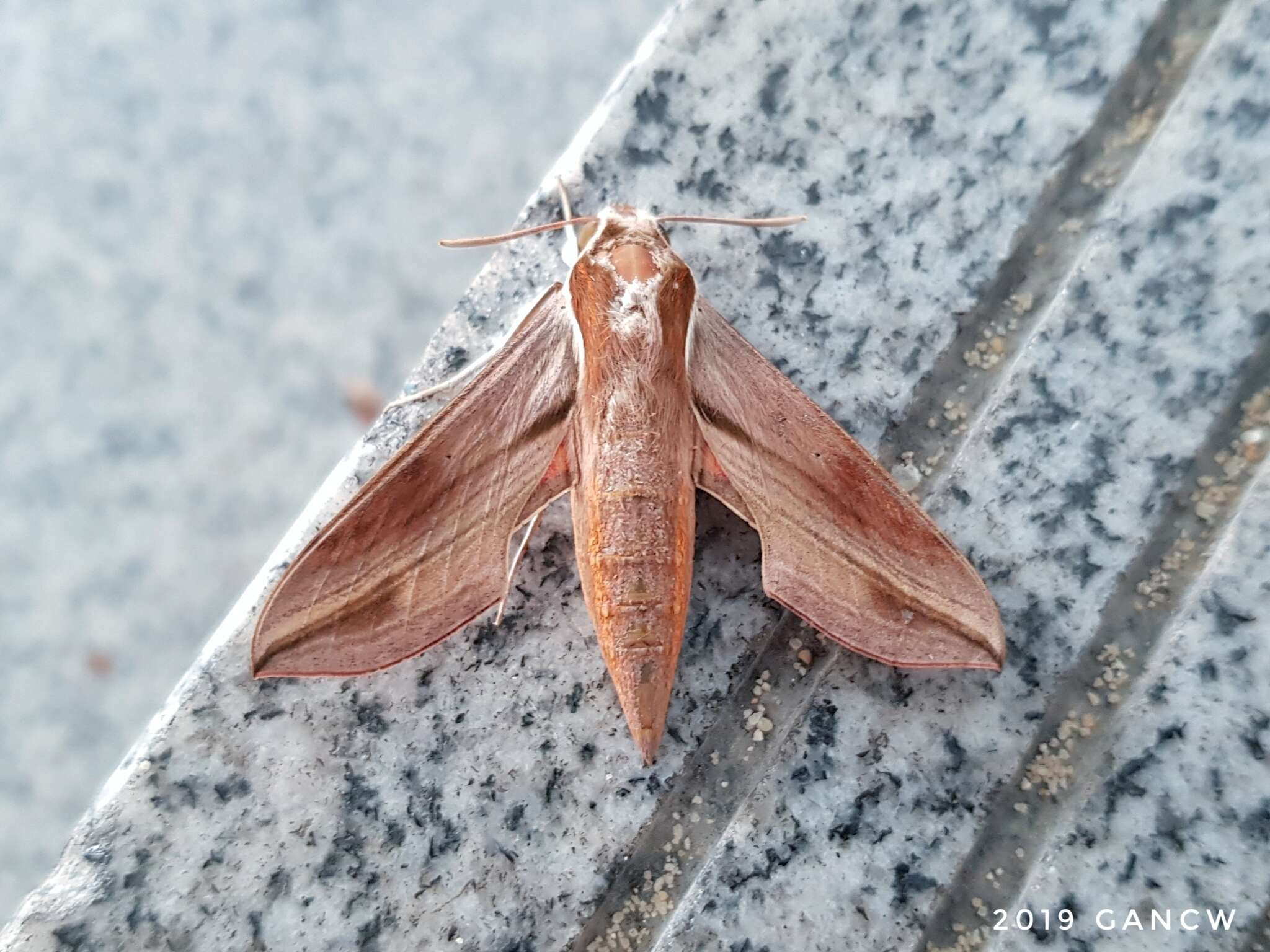 Image of Vine hawk moth