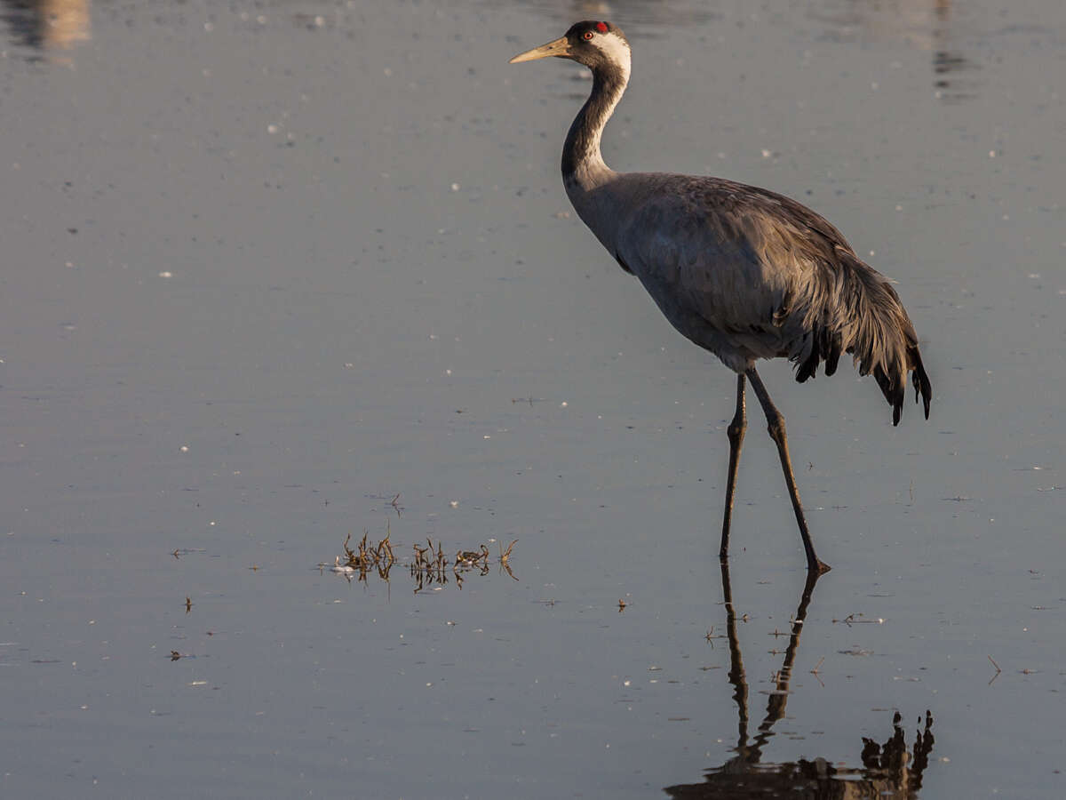 Image of Common Crane