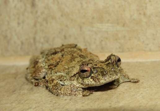 Image of Dendropsophus melanargyreus (Cope 1887)