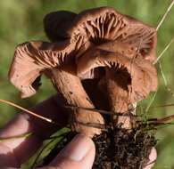 Image of Western Amethyst Deceiver