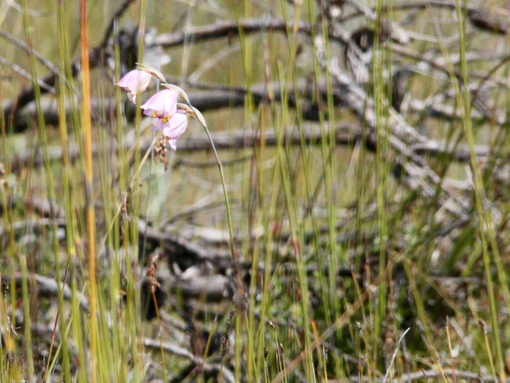 Image of Gladiolus patersoniae F. Bolus