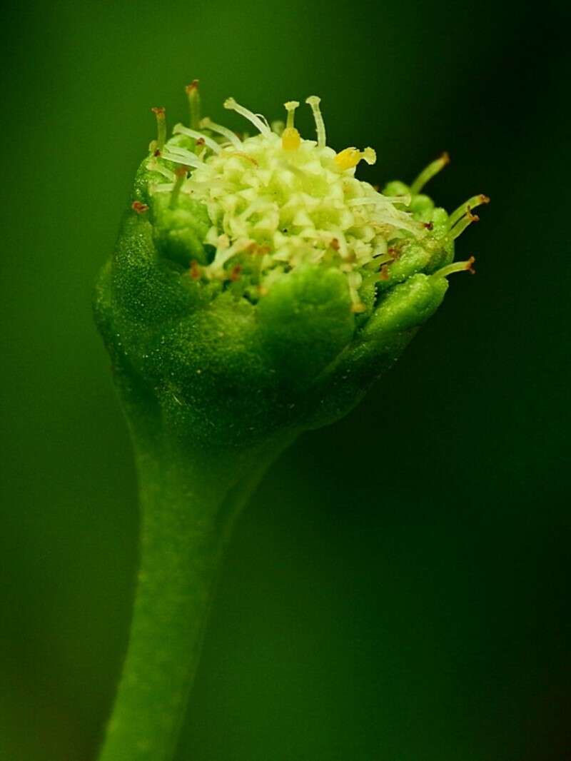 Image of Leptinella longipes Hook. fil.