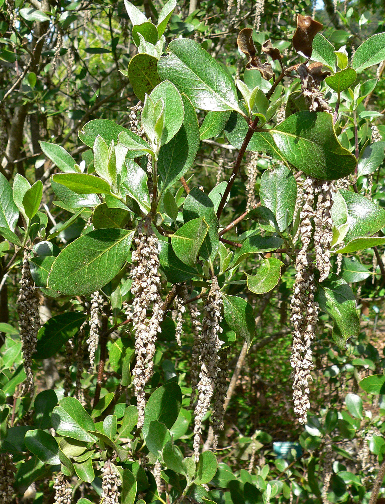 Image of dwarf silktassel