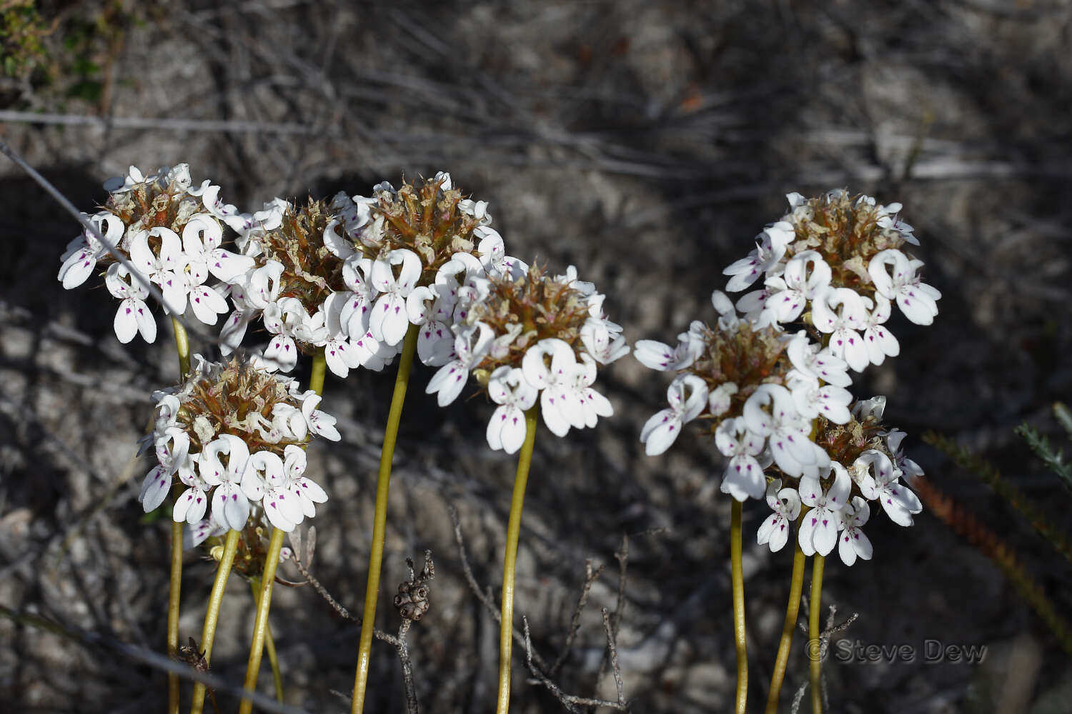 Sivun Stylidium crossocephalum F. Müll. kuva