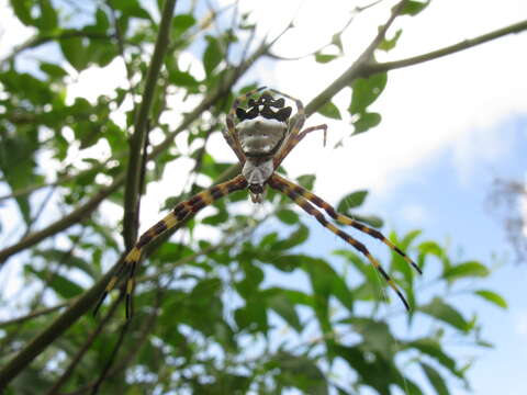 Image of Silver Argiope